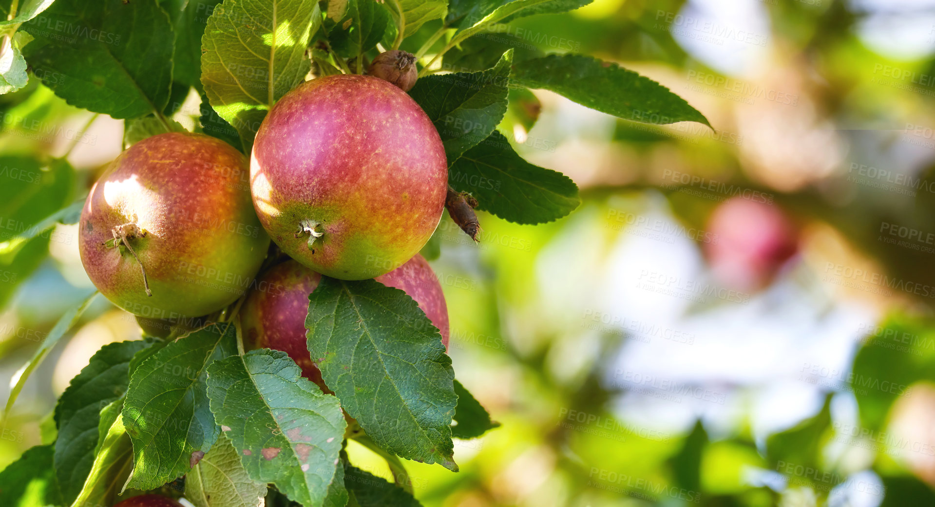 Buy stock photo Red apples growing on tree branch in an orchard on a bright and sunny day outdoors. Fresh, organic and ripe seasonal produce for harvest on a field. Sweet, delicious and healthy fruit