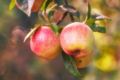 Buy stock photo Red apples growing on a tree in an orchard on a farm or garden. Closeup of fresh, organic and ripe seasonal produce for harvest. Sustainable agriculture for sweet, delicious and healthy fruit