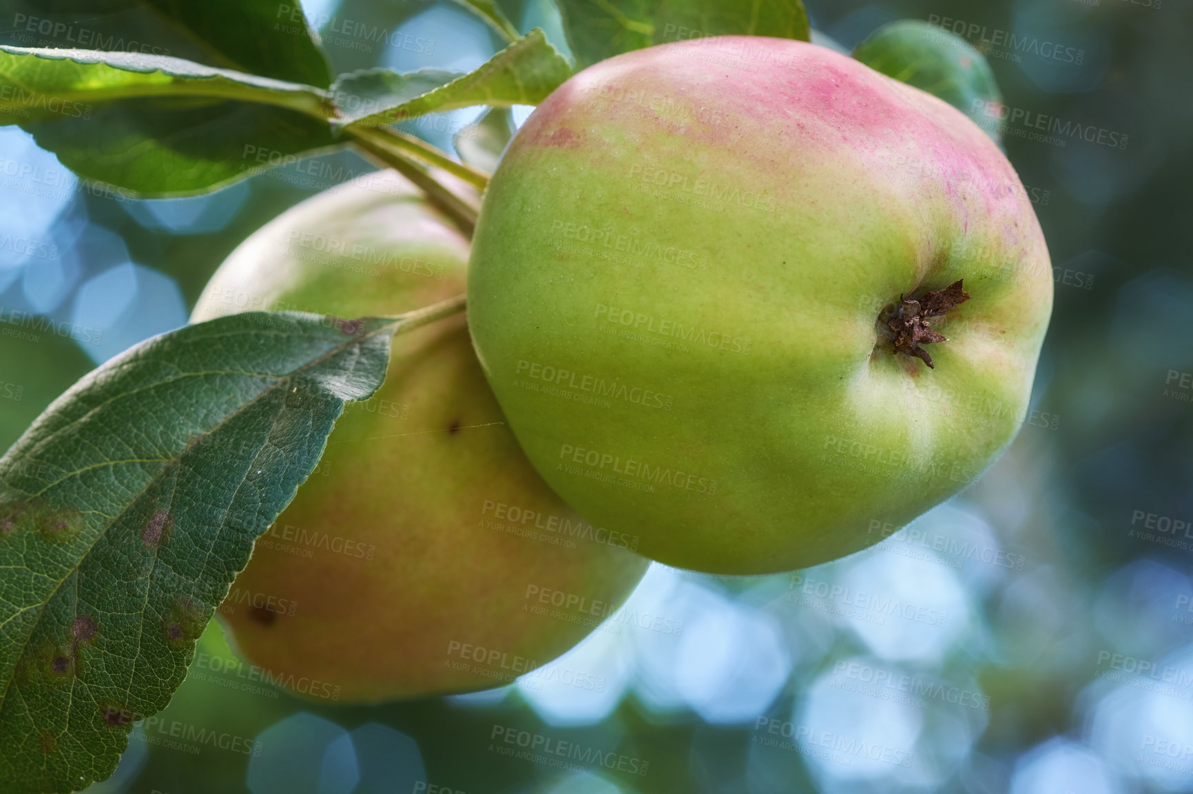 Buy stock photo Apples growing on a tree in an orchard on a farm or garden. Closeup of fresh, organic and ripe seasonal produce for harvest. Sustainable agriculture for sweet, delicious and healthy fruit