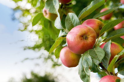 Buy stock photo A bunch of grown apples-like fruit is hanging on a branch in the field. A portrait view of small fruit with leaves in the background. A fresh red apple with green leaves on the tree farm 