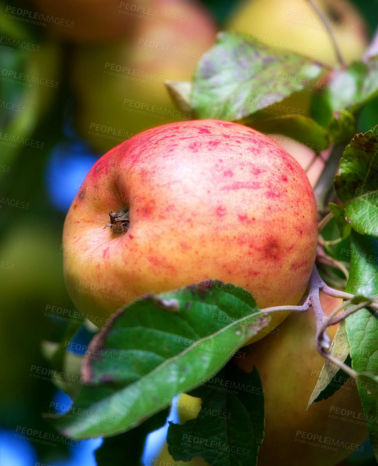 Buy stock photo Closeup of red apples growing on a tree in a sustainable orchard farm. Fresh, organic fruit ripe for harvest or picking on a field. Nutritious organic produce cultivated in nature