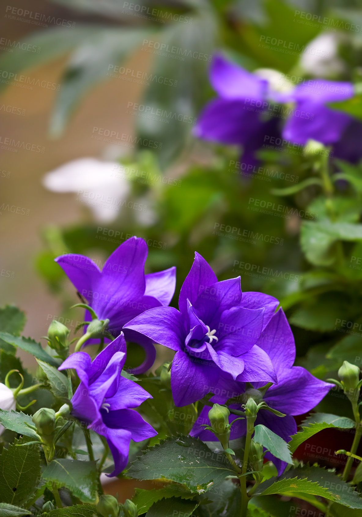 Buy stock photo Garden, nature and closeup of flowers by home for landscaping, blooming season or sustainability. Bellflower, backyard and floral plants for gardening, springtime or colorful flowerbed in environment