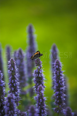 Buy stock photo A series of beautiful garden photos