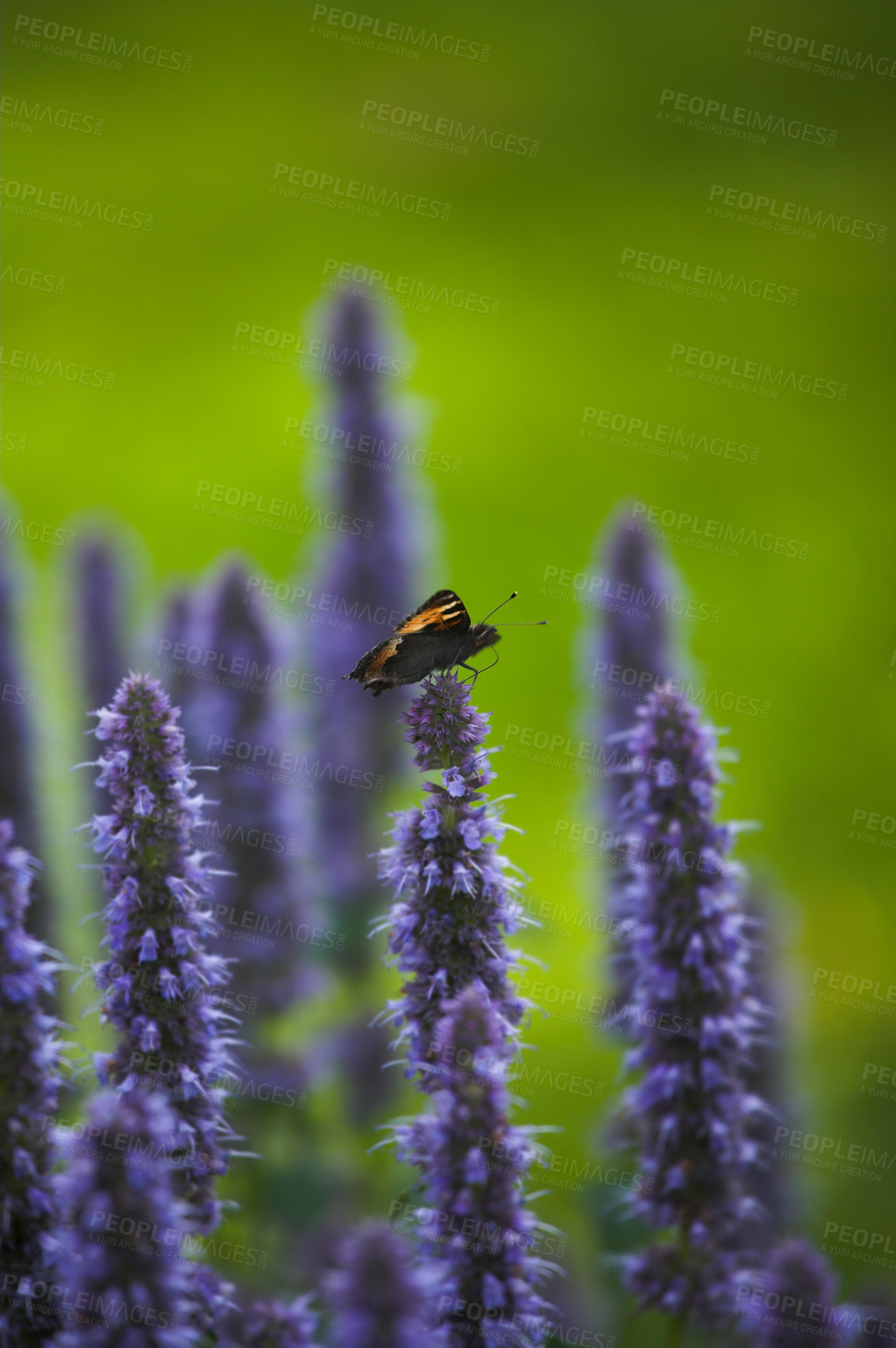 Buy stock photo A series of beautiful garden photos