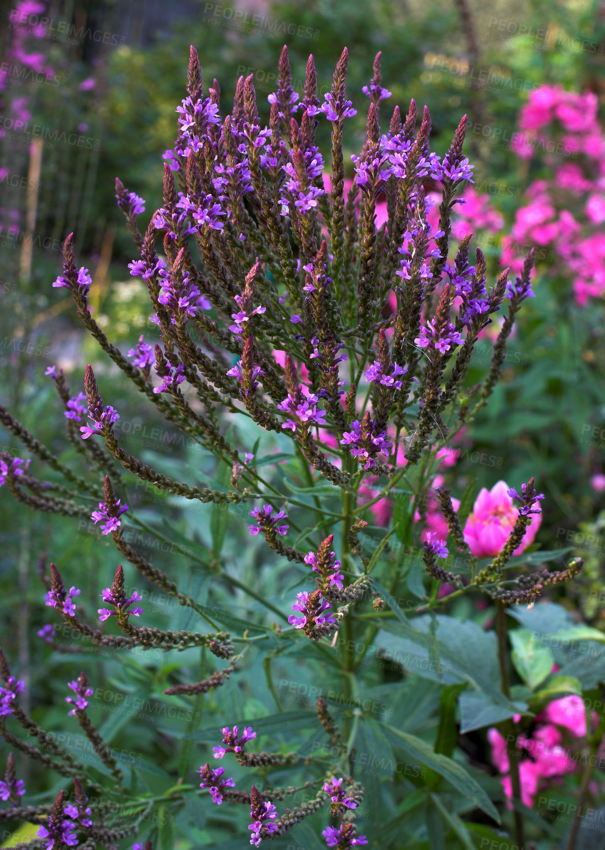 Buy stock photo A series of beautiful garden photos