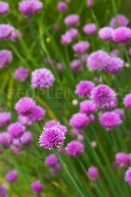 Buy stock photo A series of beautiful garden photos