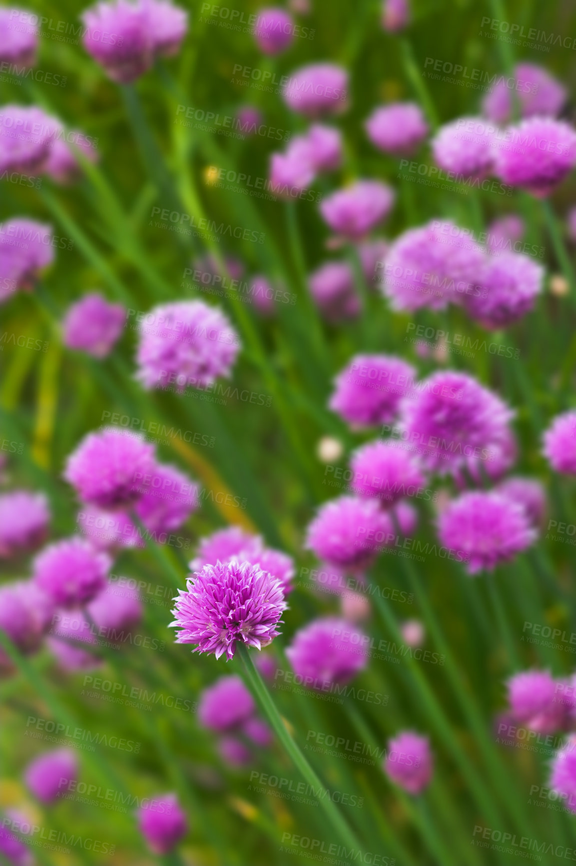 Buy stock photo Nature, plant and chives with growth for sustainable gardening, environment and spring season. Outdoor, ecology and blossom with flowers for cultivation, floral petals and colorful for horticulture