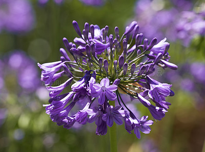 Buy stock photo A series of beautiful garden photos