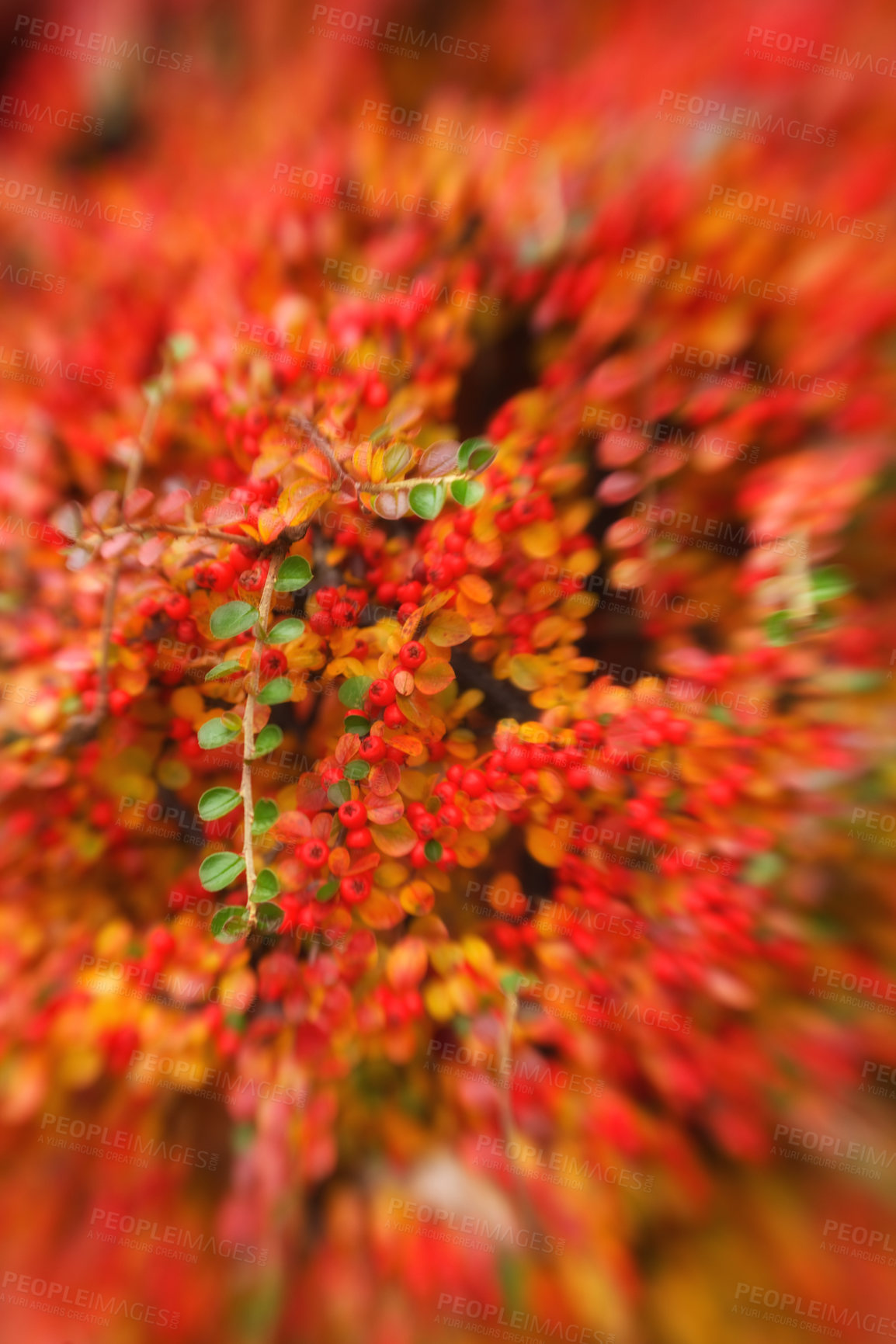 Buy stock photo Environment, leaves and blur with plant in nature for sustainability, ecology and botany. Growth, spring season and park reserve with garden in countryside for trees, foliage and bush outdoors