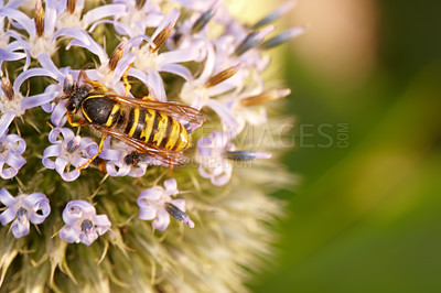 Buy stock photo A series of beautiful garden photos