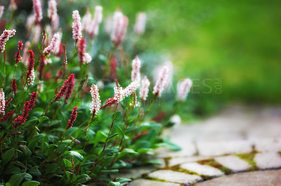 Buy stock photo A series of beautiful garden photos