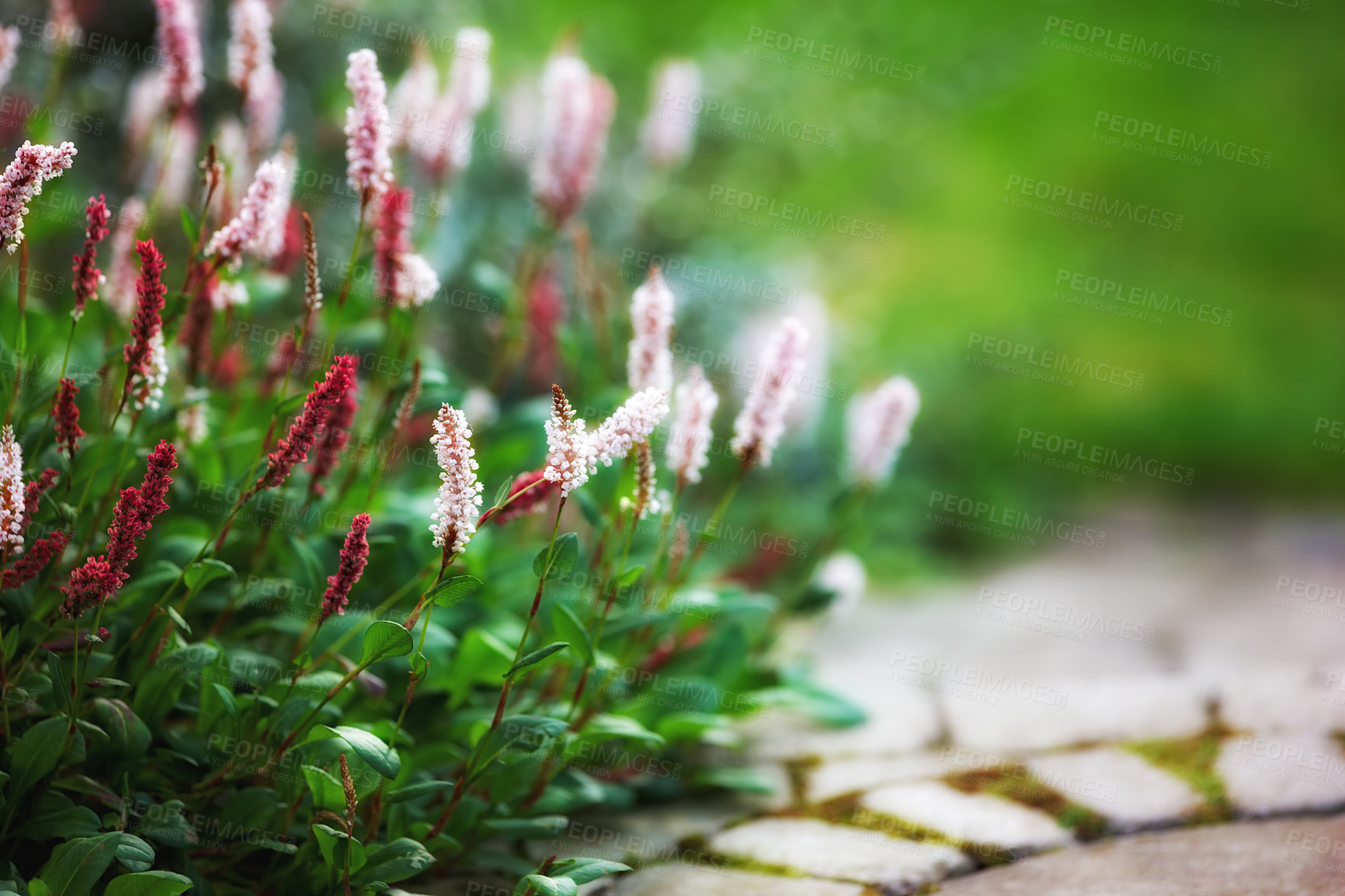 Buy stock photo Lady thumb flowers, bush and garden in summer with growth, color and leaves on ground in backyard. Nature, shrubs and blossom in spring, outdoor and bloom with bristle foliage with sunshine in India