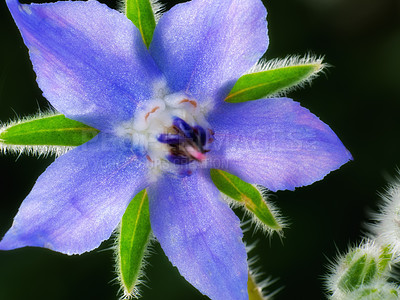 Buy stock photo A series of beautiful garden photos