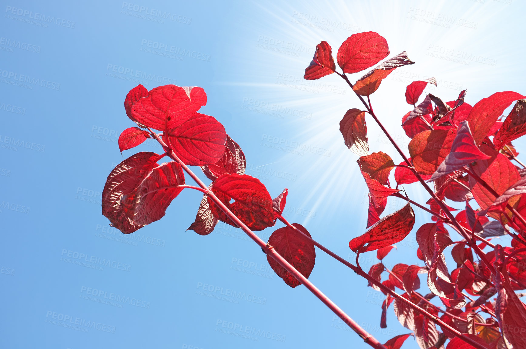 Buy stock photo A series of beautiful garden photos