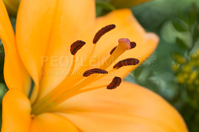 Buy stock photo A series of beautiful garden photos