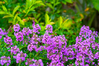 Buy stock photo A series of beautiful garden photos