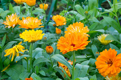 Buy stock photo Nature, flowers and marigold with growth for sustainable gardening, environment and spring season. Outdoor, ecology and blossom with plants for cultivation, floral petals and leaves for horticulture