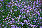 Beautiful flowers from my garden