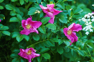 Buy stock photo Nature, growth and flowers with rugosa rose for gardening, landscape, and sustainable environment in spring. Season, ecology and blossom with Japanese plant for habitat, floral petals or biodiversity