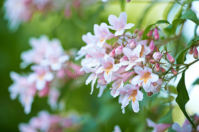 Buy stock photo A series of beautiful garden photos