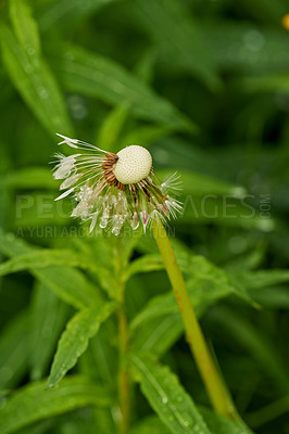 Buy stock photo A series of beautiful garden photos