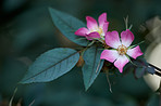 Beautiful flowers from my garden