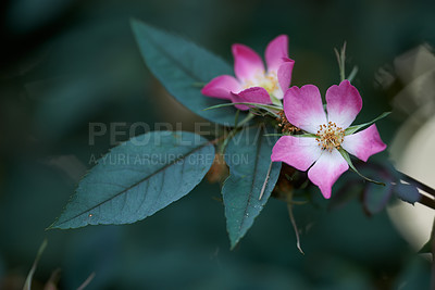 Buy stock photo Leaves, growth and flowers with rosa for gardening, herbal medicine and sustainable environment in spring. Season, ecology and blossom with pink plants for habitat, rose benefit and biodiversity