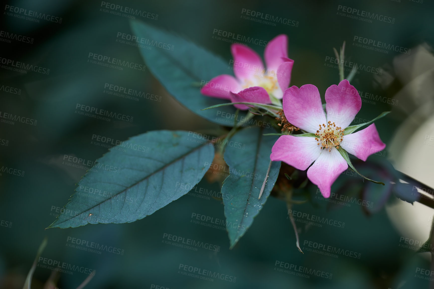 Buy stock photo A series of beautiful garden photos