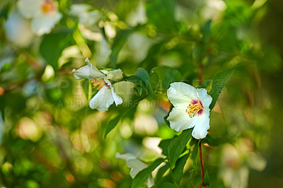 Buy stock photo A series of beautiful garden photos