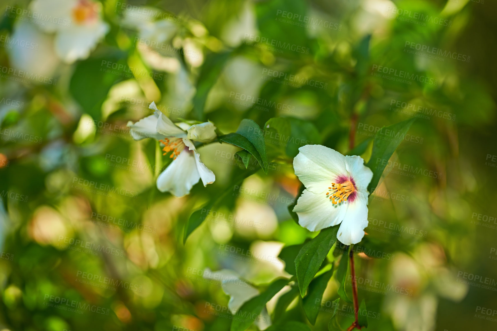 Buy stock photo A series of beautiful garden photos