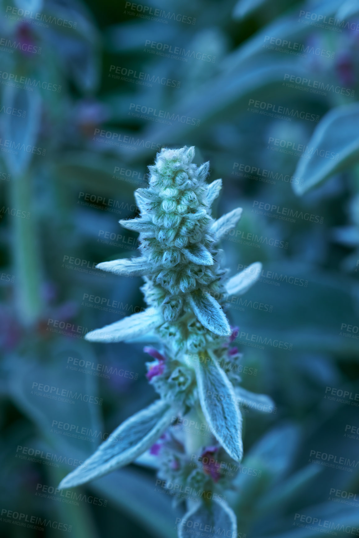 Buy stock photo A series of beautiful garden photos