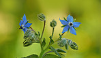 Beautiful flowers from my garden