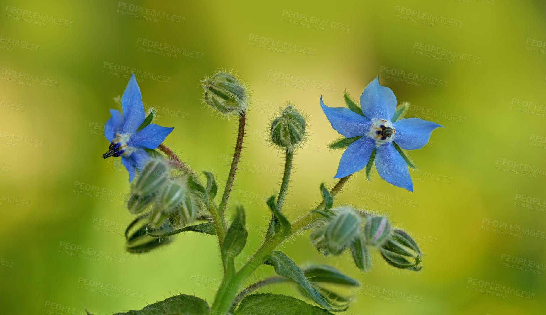 Buy stock photo Nature, growth and flowers with borage for gardening, eco and alternative medicine for kidney disease. Spring season, sustainable and blossom with plants buds for treatment, seeds and biodiversity