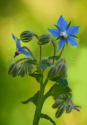 Buy stock photo Outdoor, growth and flowers with borage for gardening, eco and alternative medicine for kidney disease. Spring season, sustainable and nature with plants buds for treatment, blossom and biodiversity