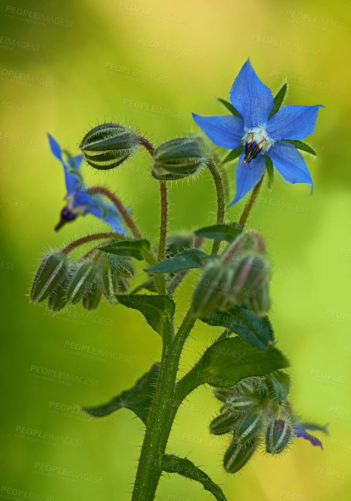 Buy stock photo A series of beautiful garden photos