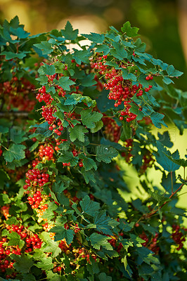 Buy stock photo A series of beautiful garden photos