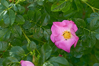 Buy stock photo A series of beautiful garden photos