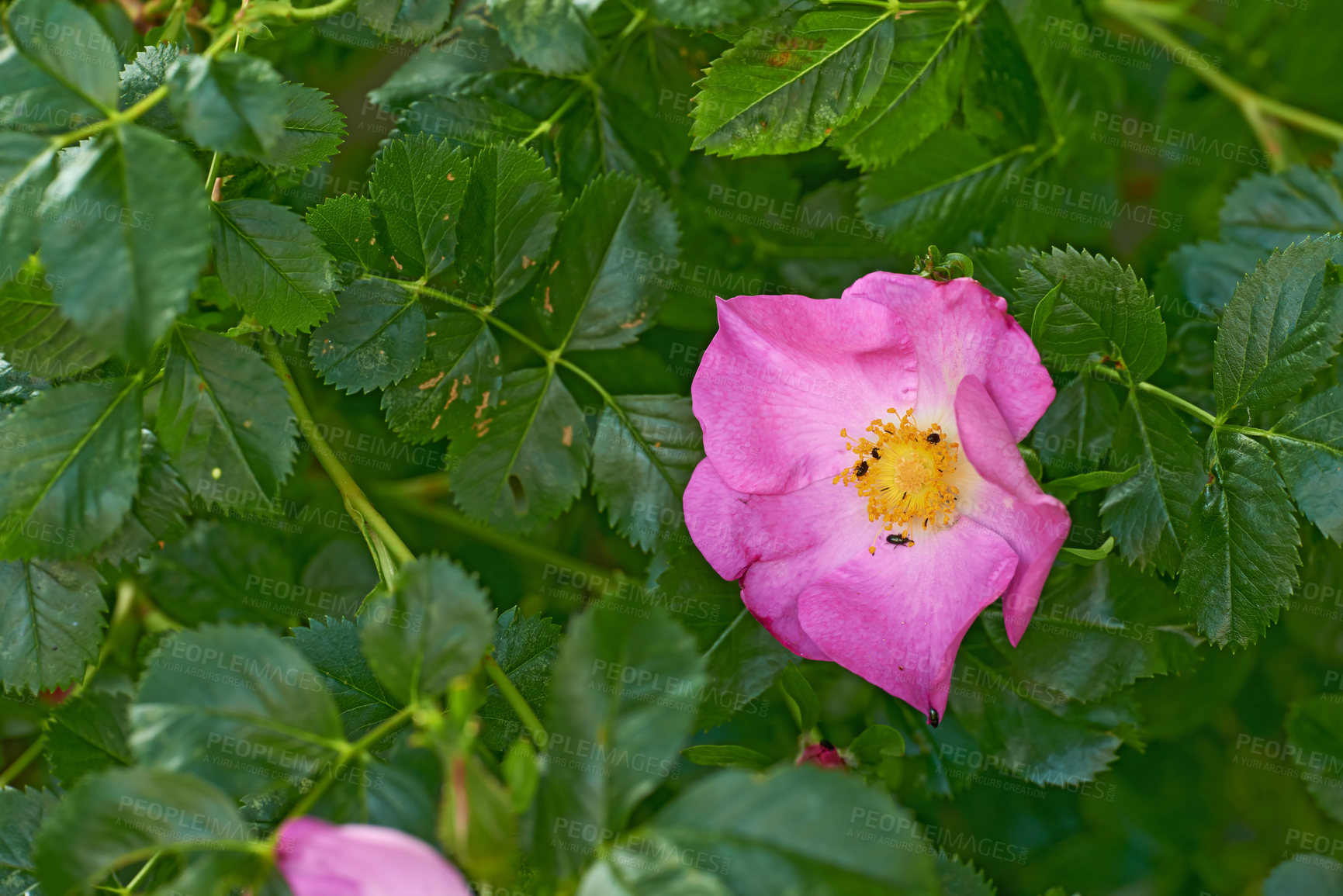 Buy stock photo A series of beautiful garden photos