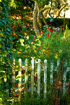 Buy stock photo Green, flowers or garden with fence for foliage, natural plants or leaves in nature. Empty, lush and floral bush with colorful greenery or trees for eco friendly environment, season growth or ecology