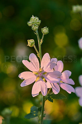 Buy stock photo Garden, flower and nature bloom with stem in forest, woods or natural floral blossom. Empty, petals and eco friendly growth with leaves, plant or agriculture for spring, seasonal change or ecology