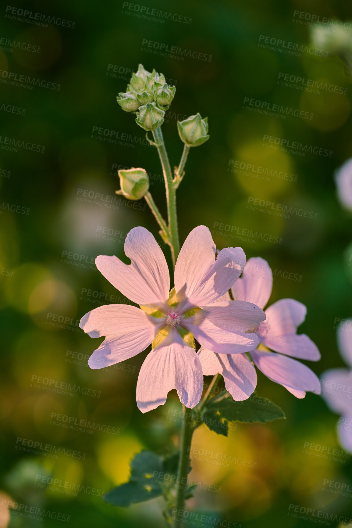 Buy stock photo A series of beautiful garden photos