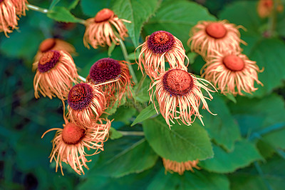 Buy stock photo A series of beautiful garden photos