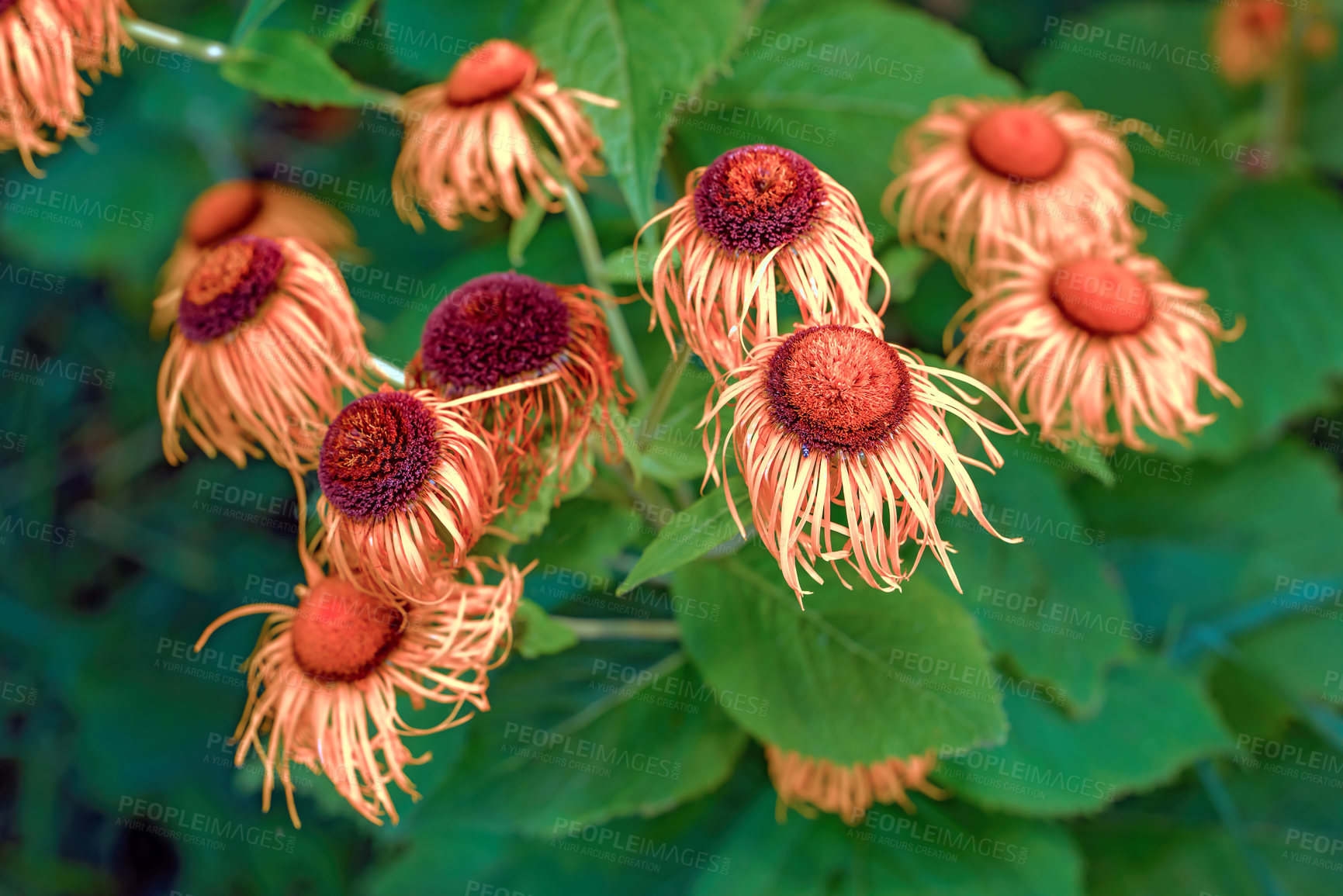 Buy stock photo A series of beautiful garden photos