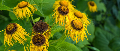 Buy stock photo Dry, nature and sunflower with growth for garden, heat environment and dehydration in autumn. Texture, ecology and nutrition crisis with elecampane for wilted petals, pollination problem and plant