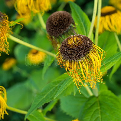 Buy stock photo A series of beautiful garden photos