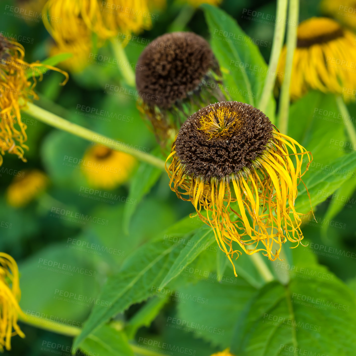 Buy stock photo A series of beautiful garden photos