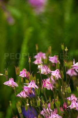 Buy stock photo A series of beautiful garden photos