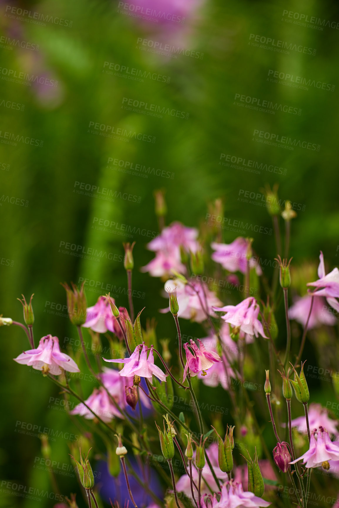 Buy stock photo A series of beautiful garden photos