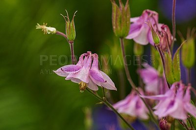 Buy stock photo A series of beautiful garden photos