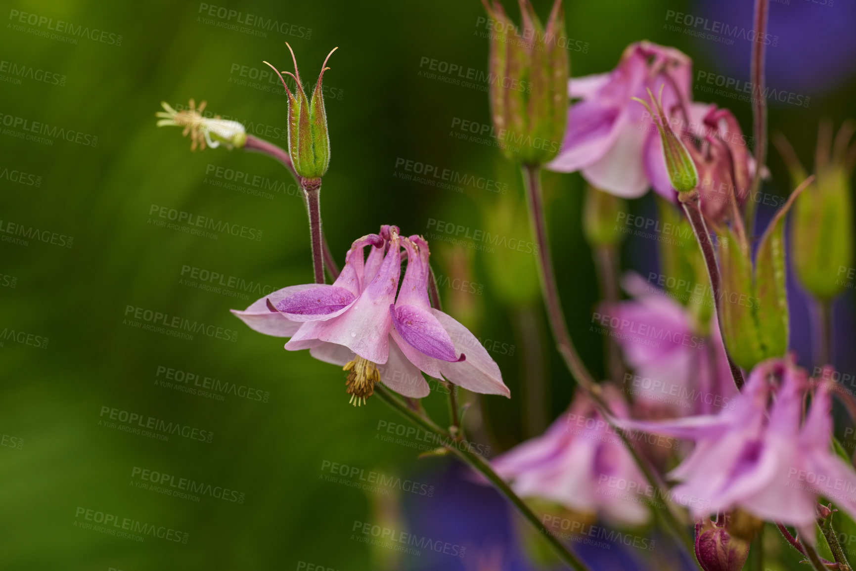 Buy stock photo A series of beautiful garden photos